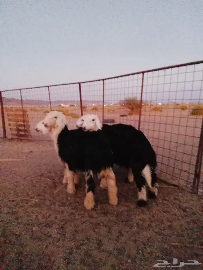 طليان نجد البيع 0