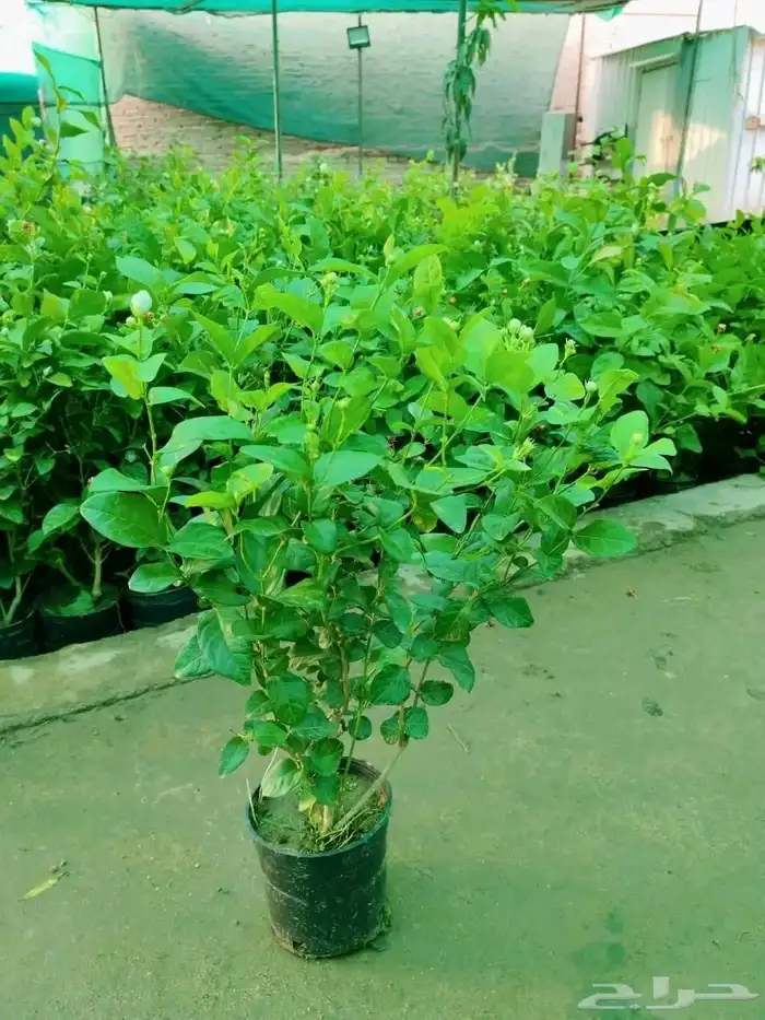 The tree is the long Indian jujube Ziziphus mauritiana or th 3