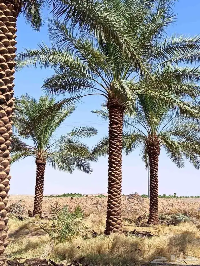 يتوفر لدنيا نخيل من 3متر لا 5متر 7