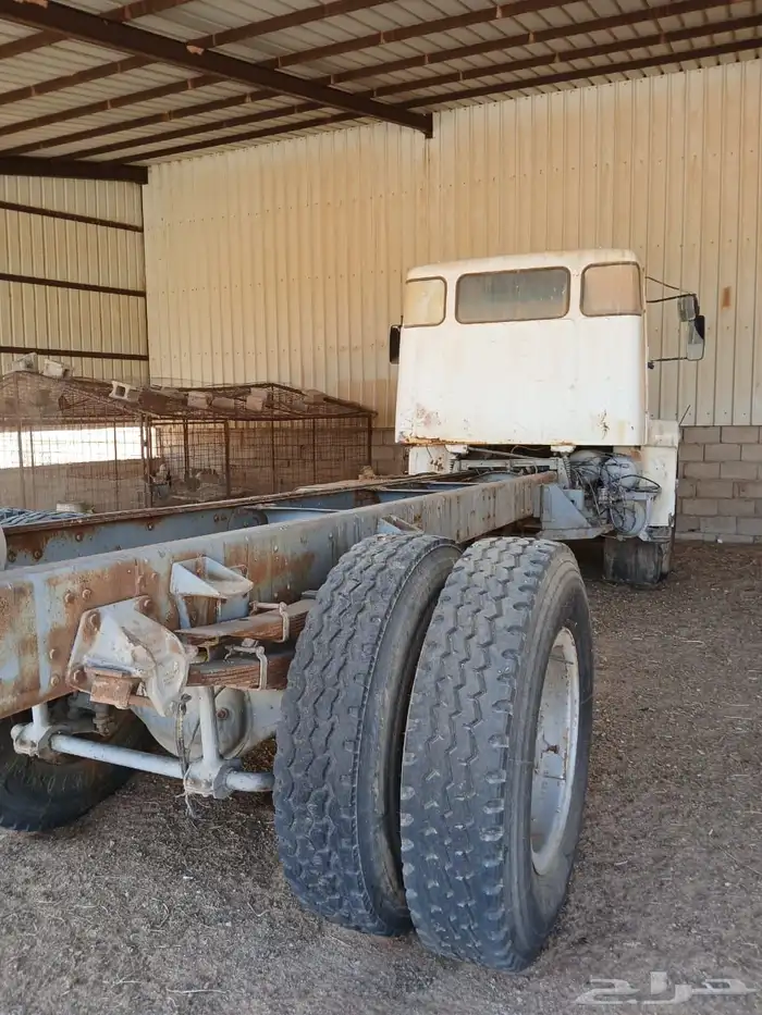 فلفو عايدي شاص للبيع 7