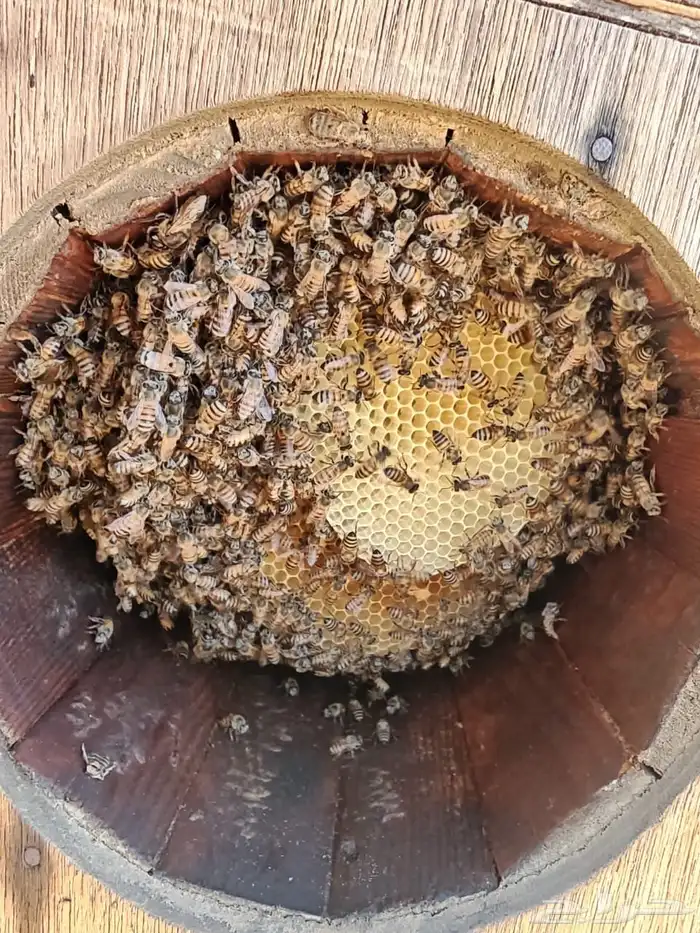 نحل بلدي محايلي 4