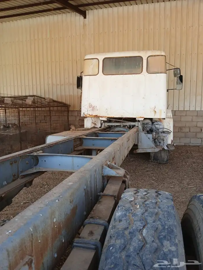 فلفو عايدي شاص للبيع 15