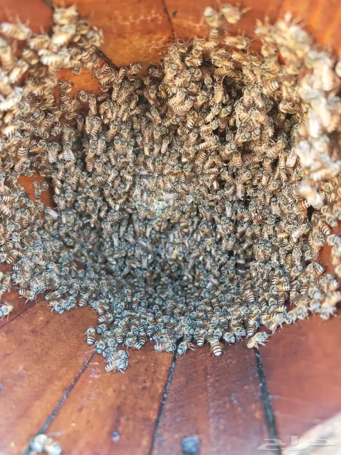 نحل بلدي محايلي 9