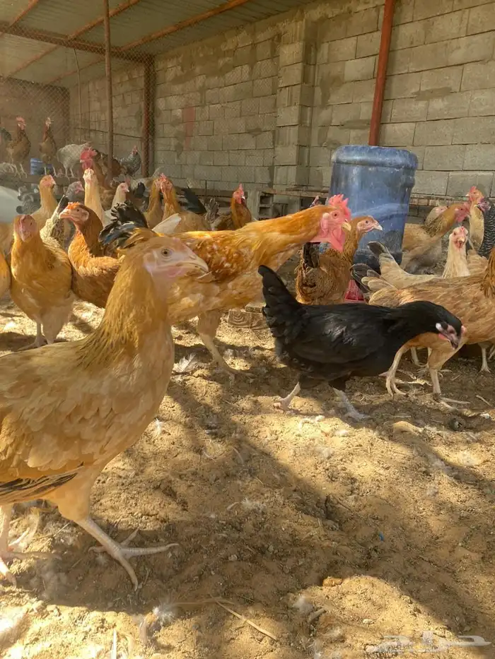 دجادج تركي 3