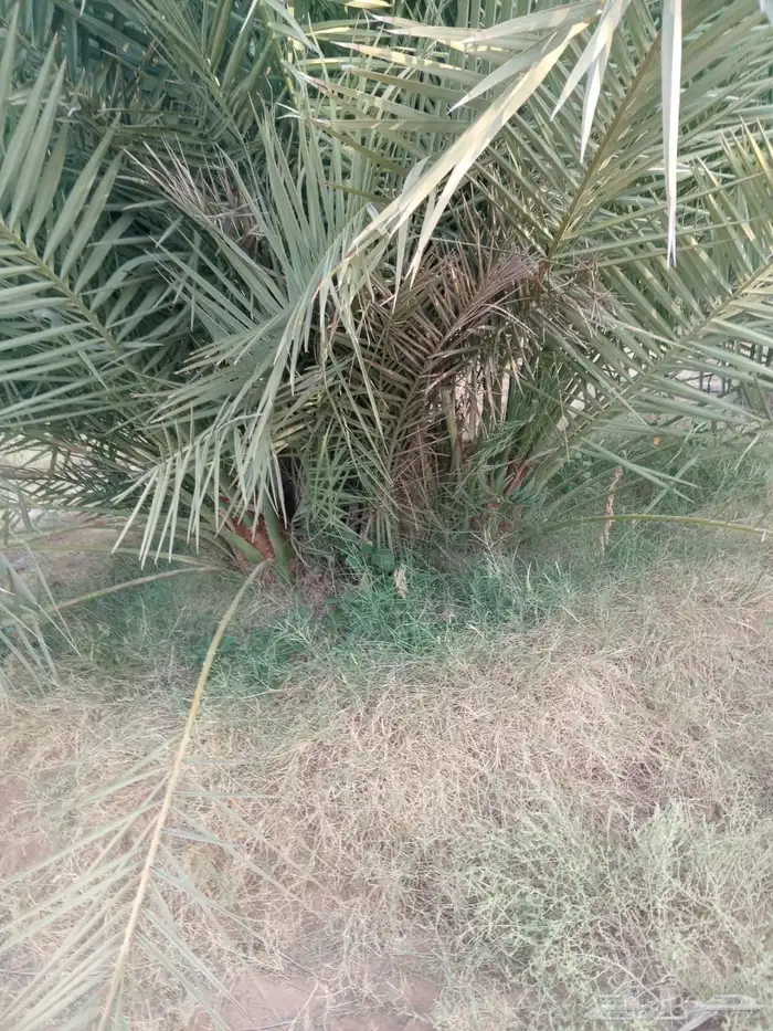 فروخ نخل نخيل 2