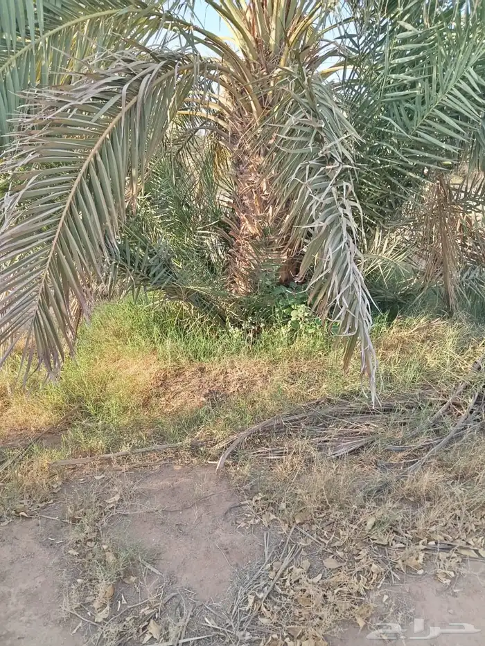 فروخ نخل نخيل 5