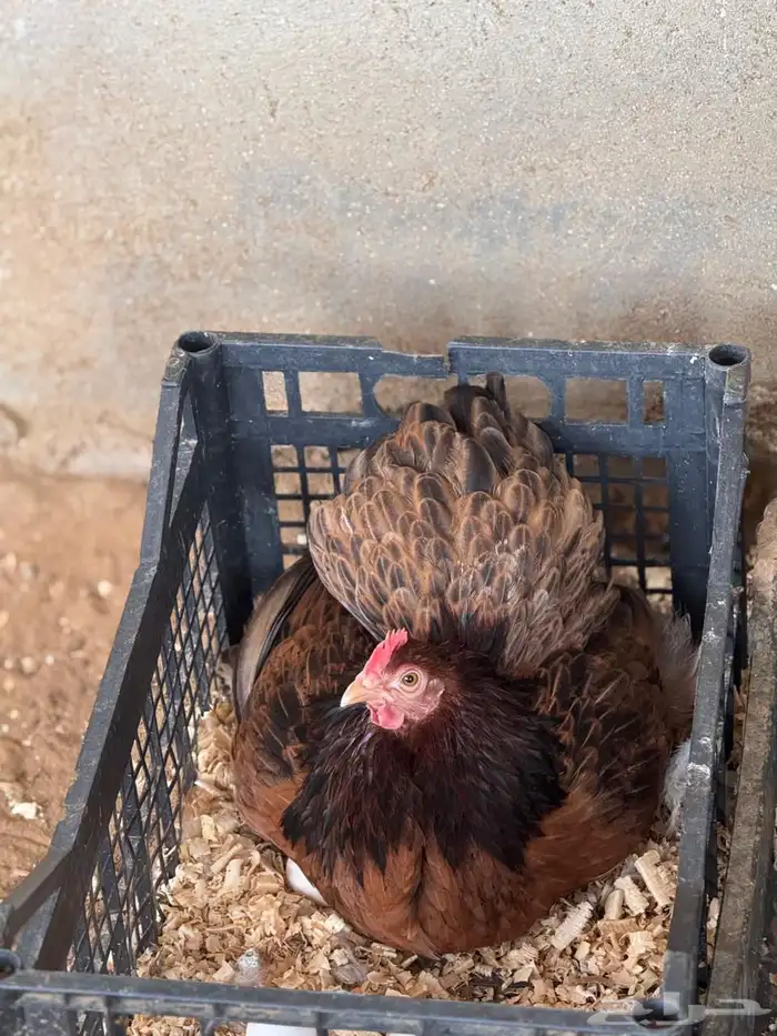 زوج كوشن مستوى فاخر جدا جدا 0