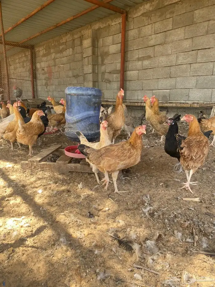 دجادج تركي 0