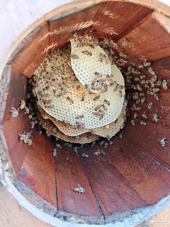 نحل بلدي محايلي 3