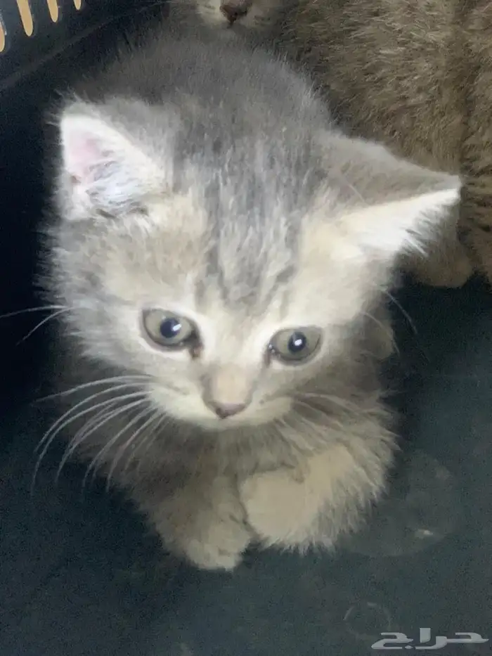 قطط للبيع 7