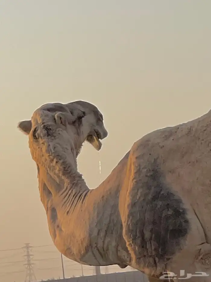 بعير للبيع 0