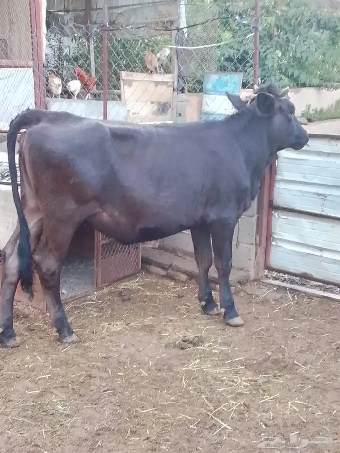 بقر للبيع مراح واحد العدد 15 الكبار 9 التبع 6 11