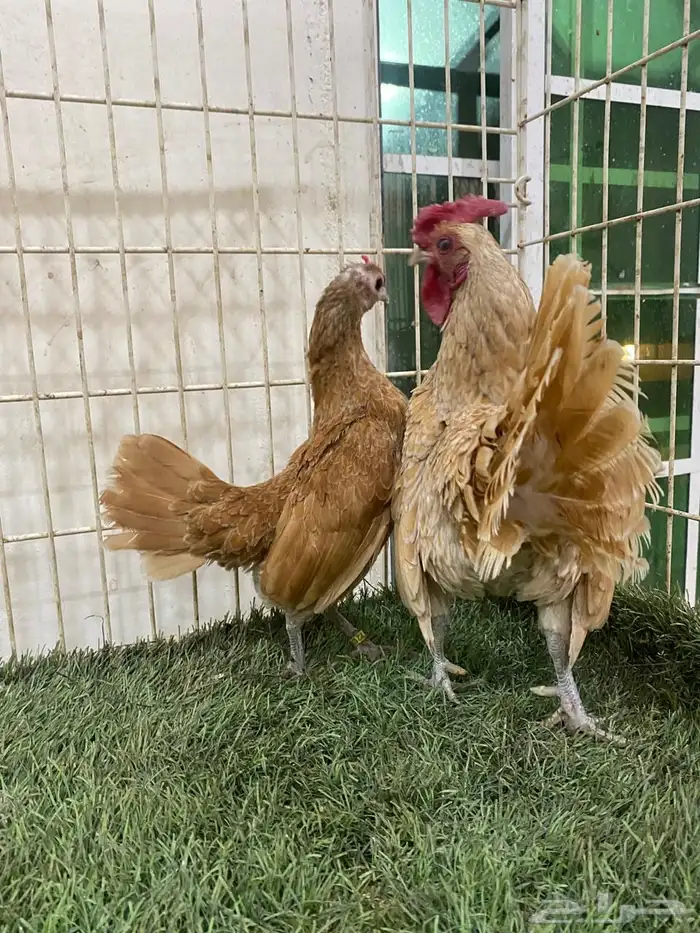 دجاج سبرايت كريمي لون صافي 6