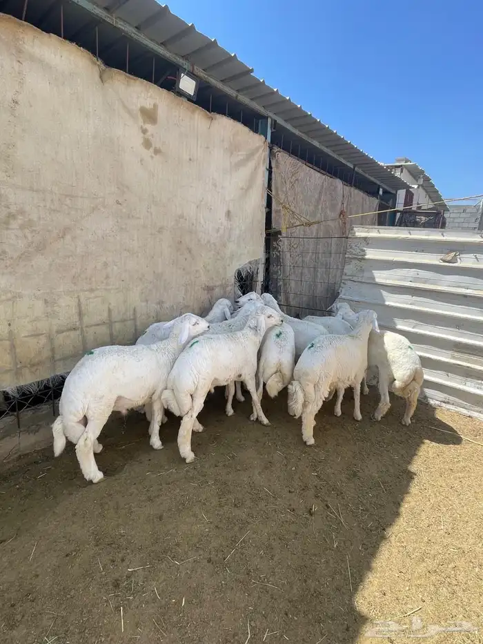 طليان للبيع 10 0