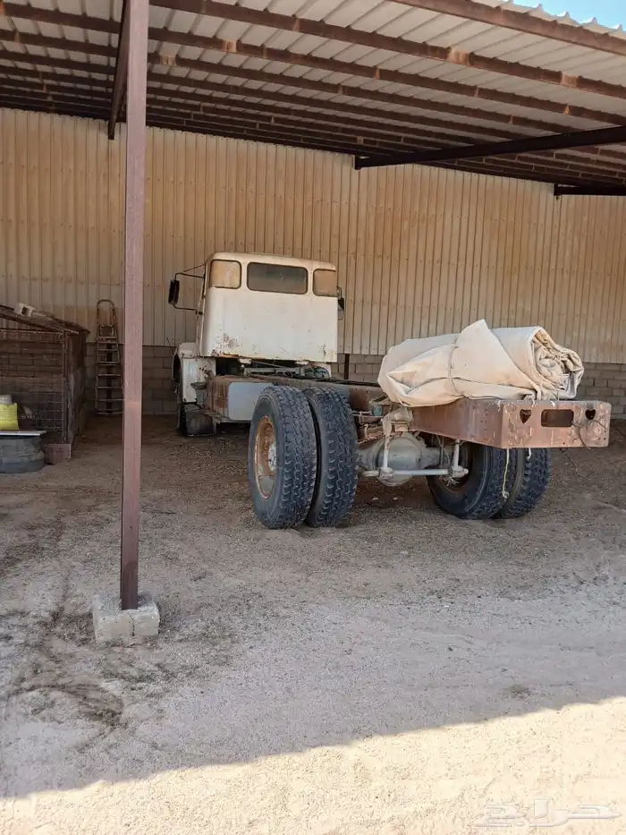 فلفو عايدي شاص للبيع 3