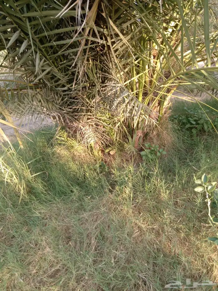 فروخ نخل نخيل 0