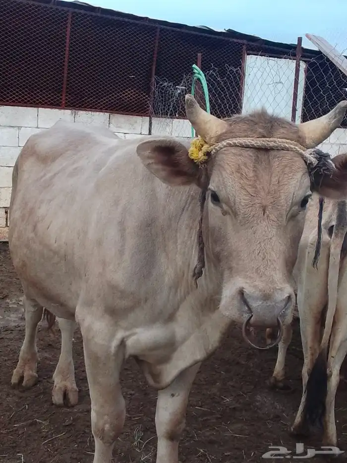 بقر للبيع مراح واحد العدد 15 الكبار 9 التبع 6 14