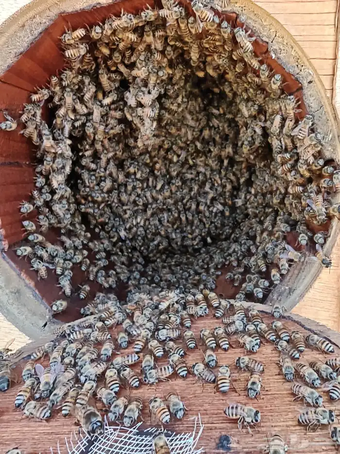 نحل بلدي محايلي 5