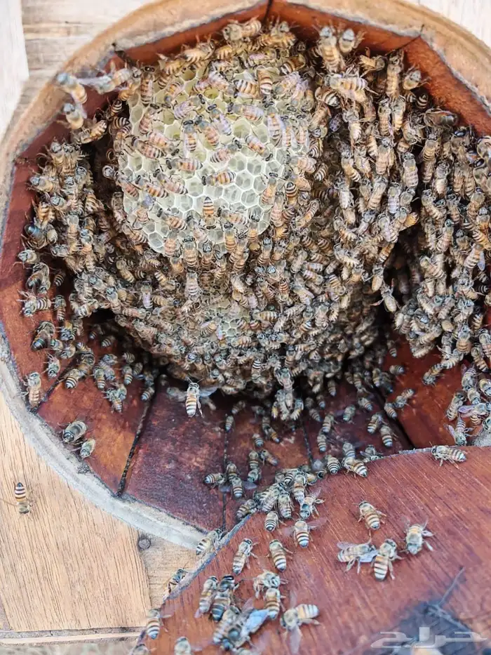 نحل بلدي محايلي 0