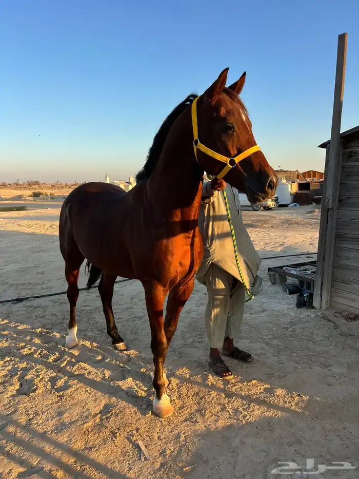 حصان سرعة ريس فرنسي ورق 3