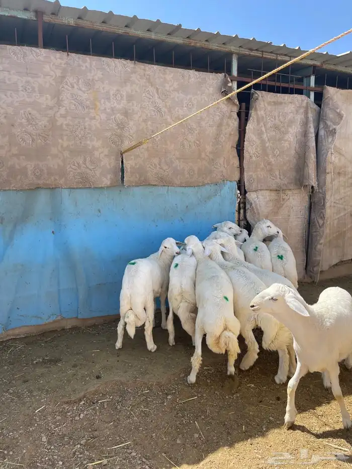 طليان للبيع 10 1