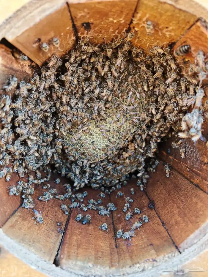 نحل بلدي محايلي 7