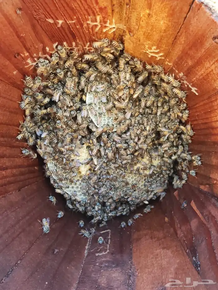 نحل بلدي محايلي 6