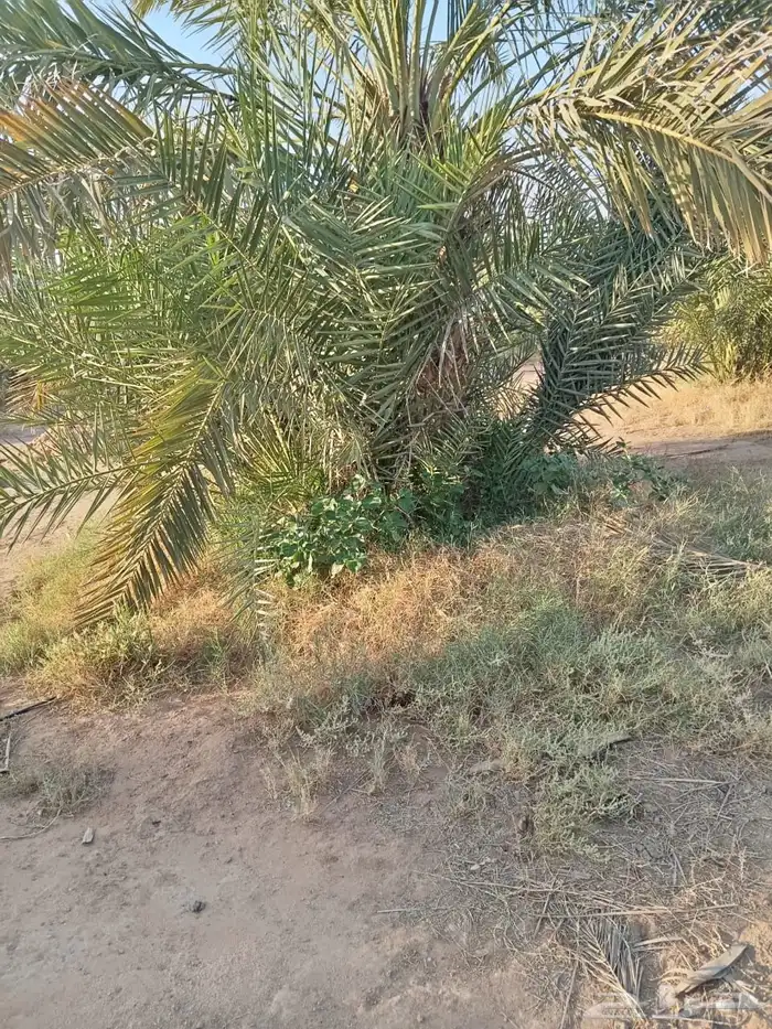 فروخ نخل نخيل 4