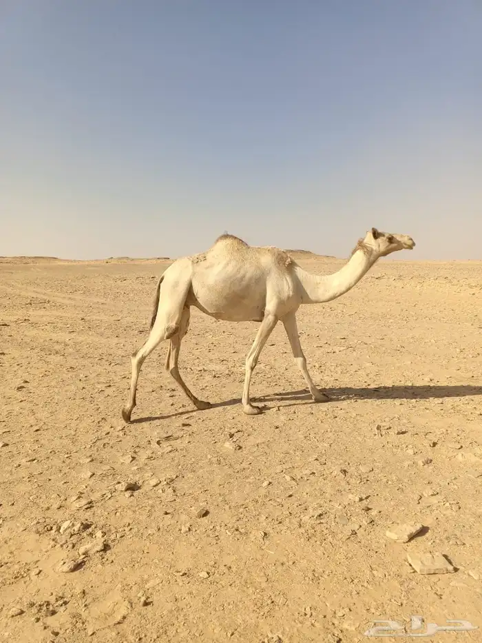 ناقه لقحه للبيع 0