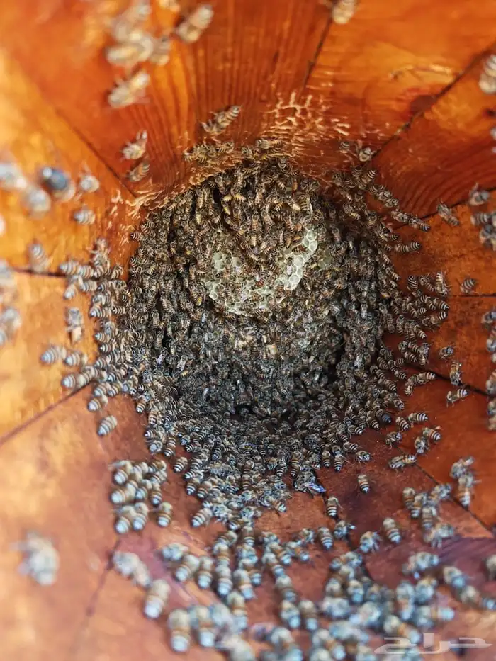 نحل بلدي محايلي 2