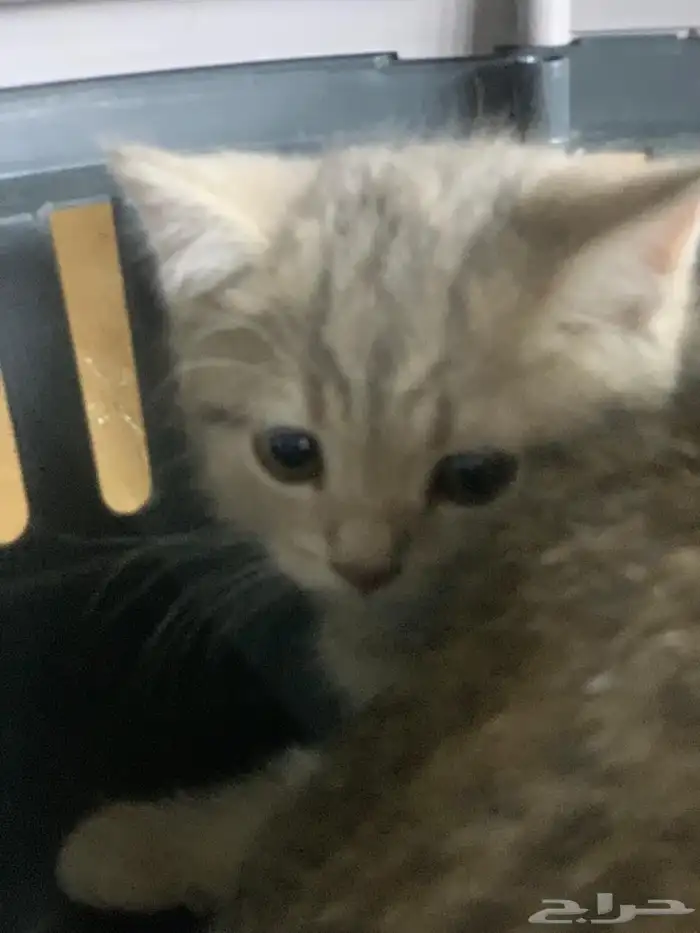قطط للبيع 9