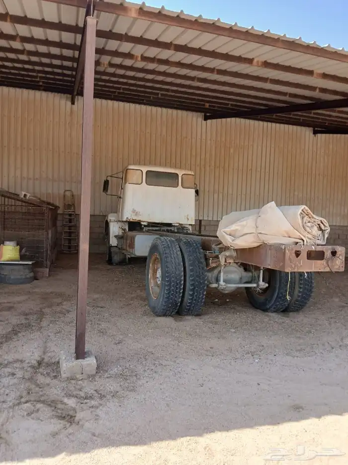 فلفو عايدي شاص للبيع 5