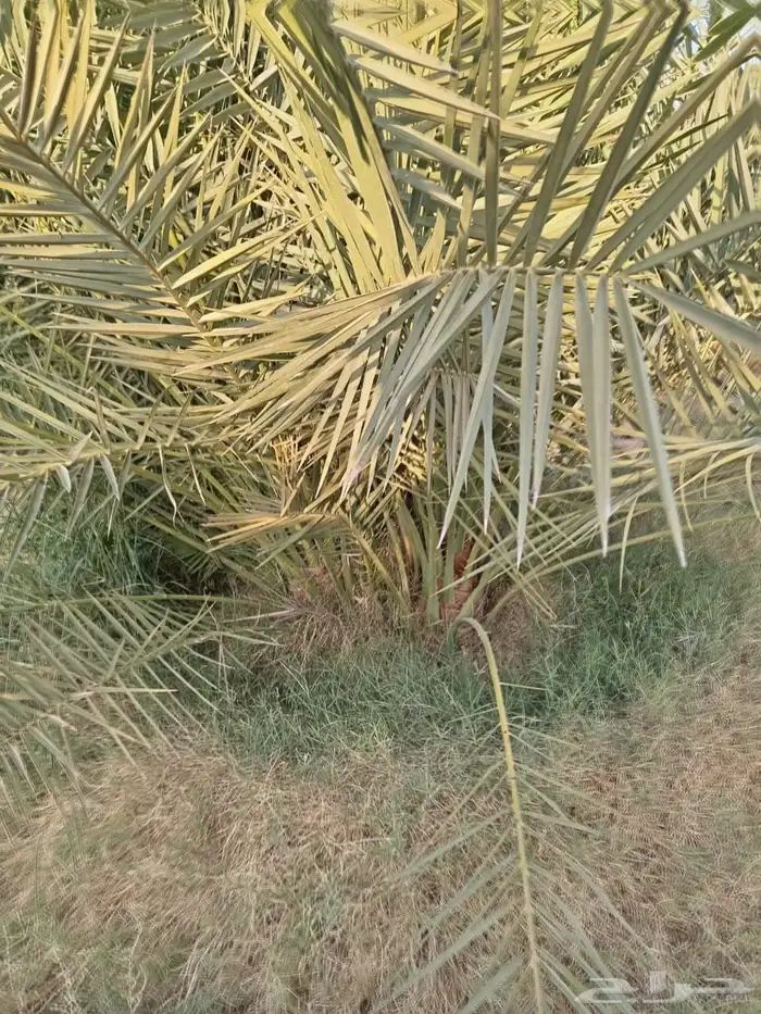 فروخ نخل نخيل 3