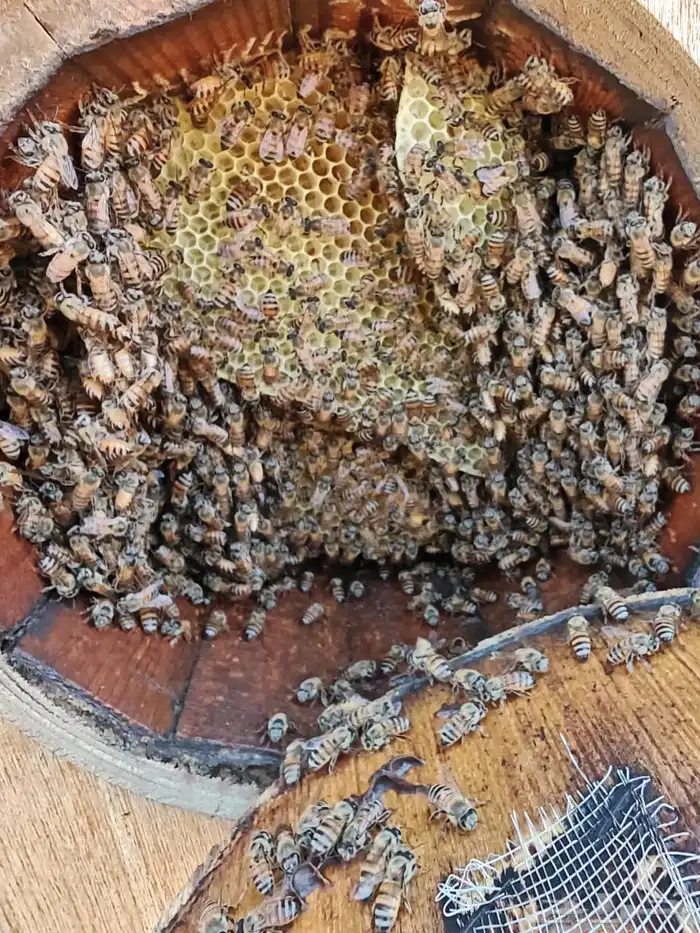 نحل بلدي محايلي 8