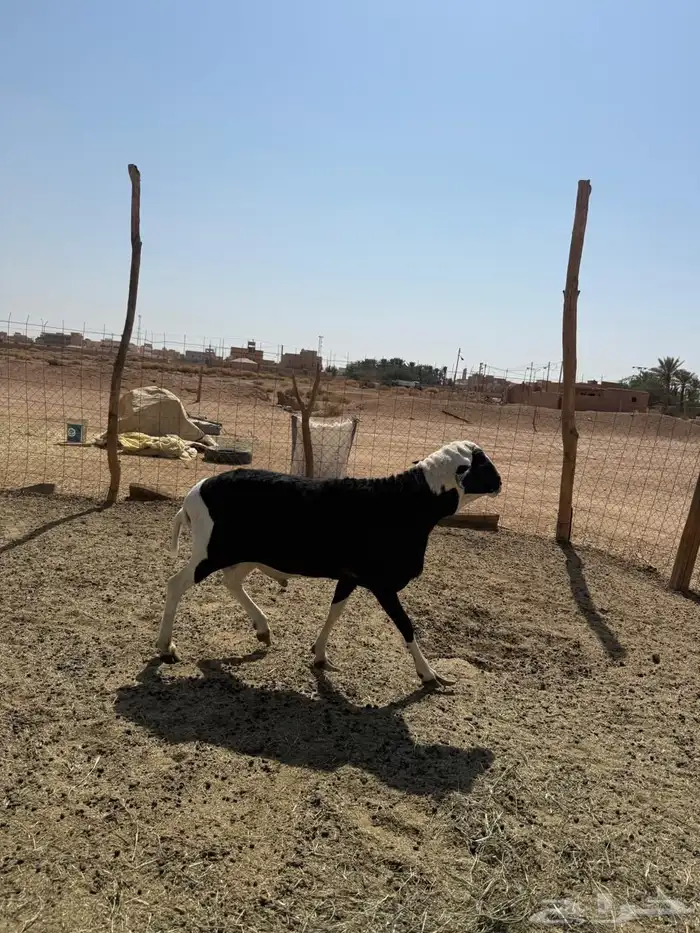 خروف فحل 3