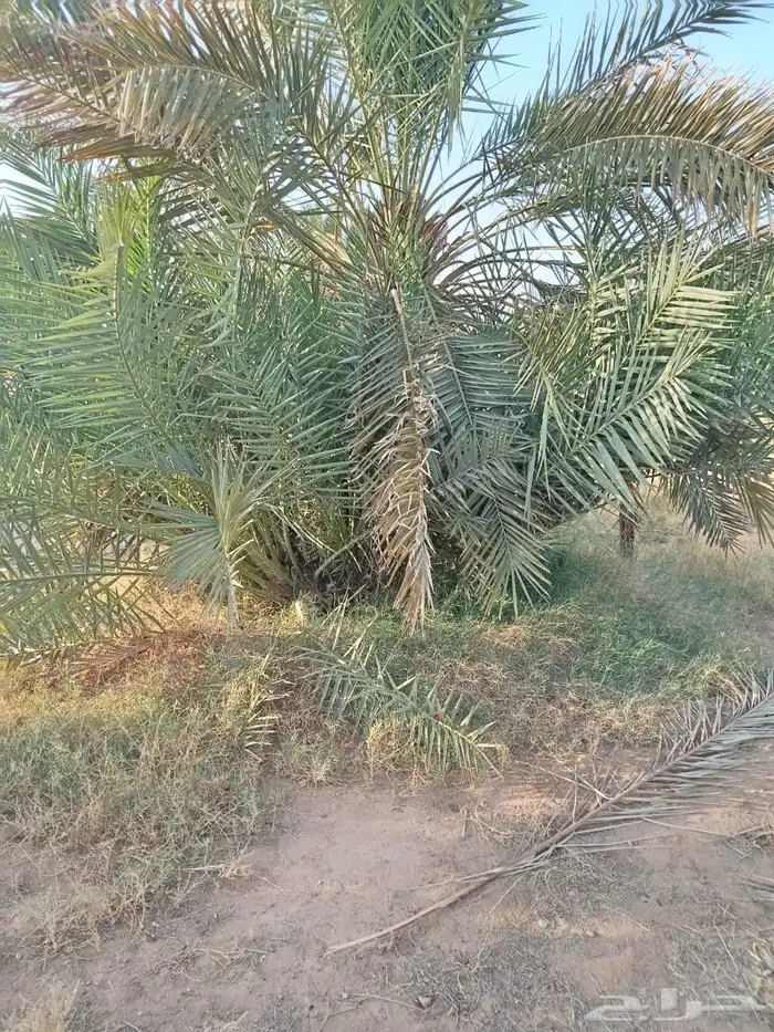 فروخ نخل نخيل 1