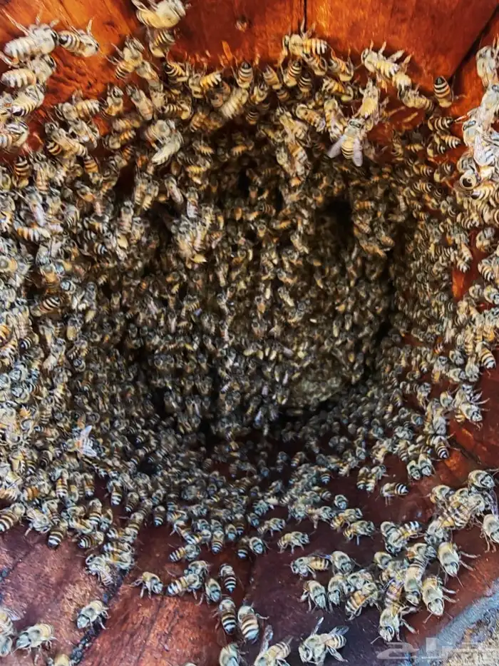 نحل بلدي محايلي 1