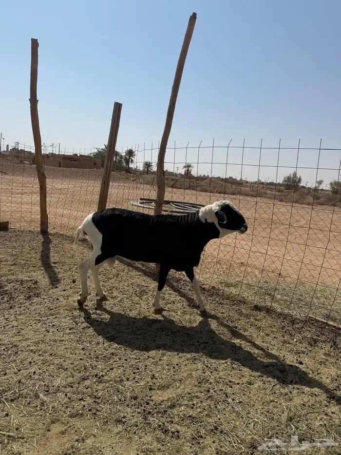 خروف فحل 1