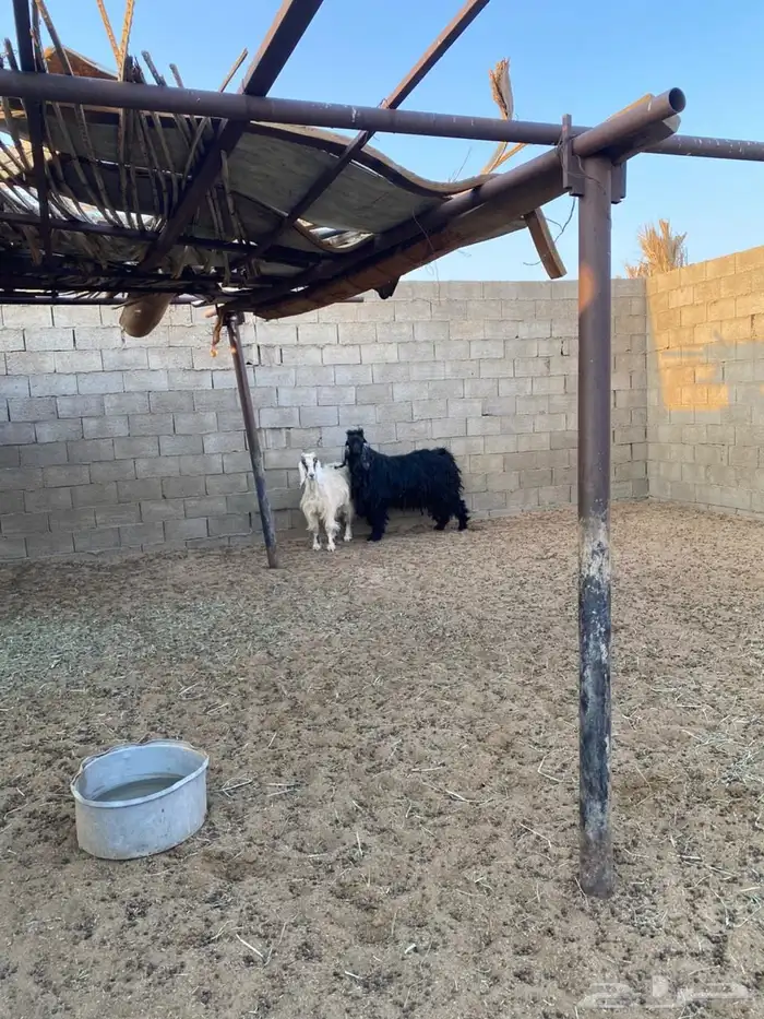 تيس الاسود الفحل للبيع 0