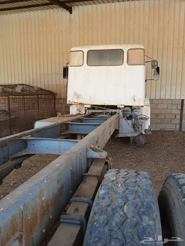 فلفو عايدي شاص للبيع 16