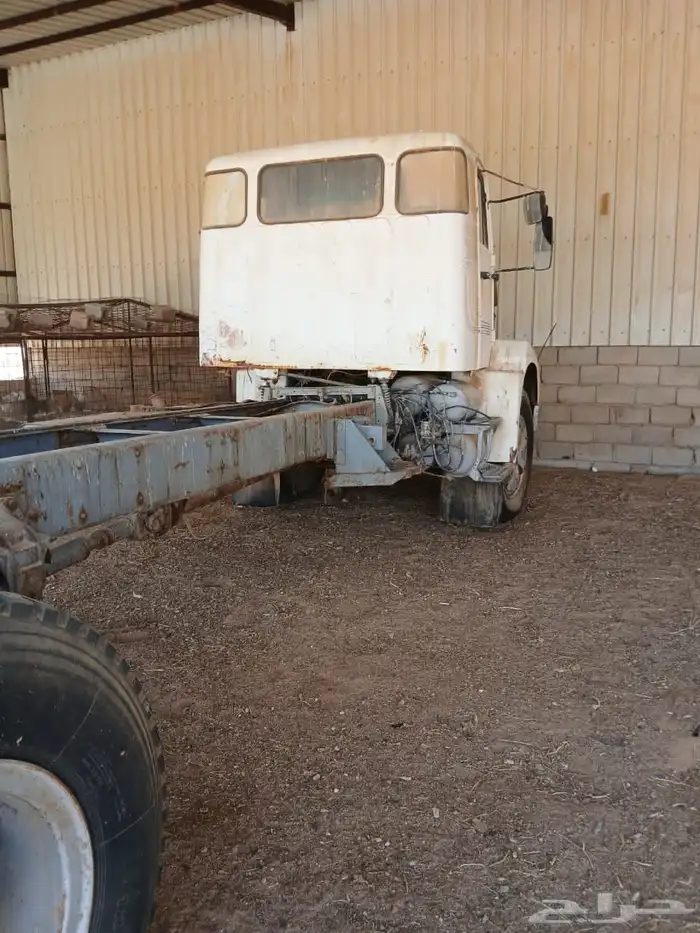 فلفو عايدي شاص للبيع 14