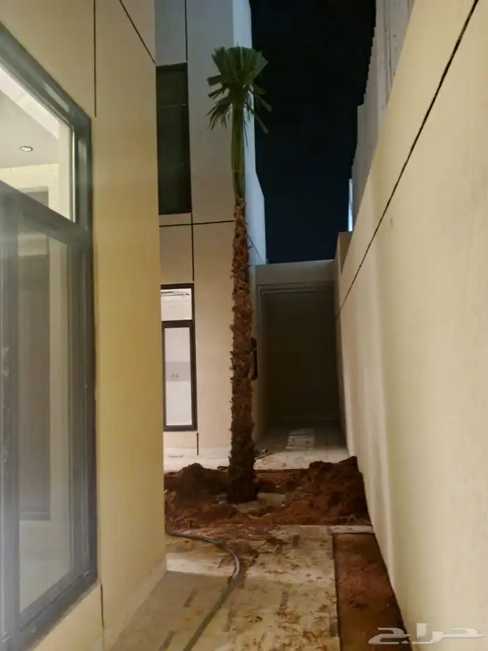 نخيلواشنطونيا للبيع بجميع انواع المقاسات 4