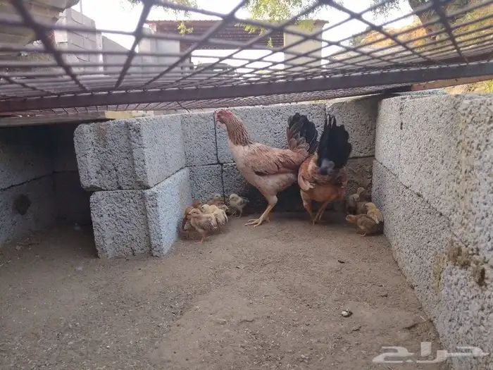 دجاجتين خوات معون 14 جعدولي ل البيع 1