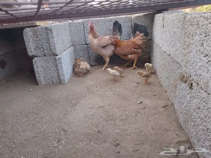 دجاجتين خوات معون 14 جعدولي ل البيع 0