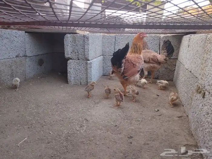 دجاجتين خوات معون 14 جعدولي ل البيع 3