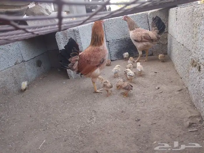 دجاجتين خوات معون 14 جعدولي ل البيع 6