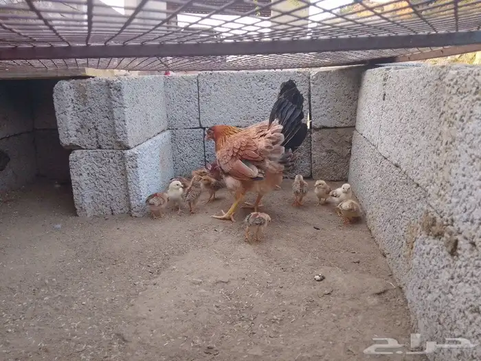 دجاجتين خوات معون 14 جعدولي ل البيع 5