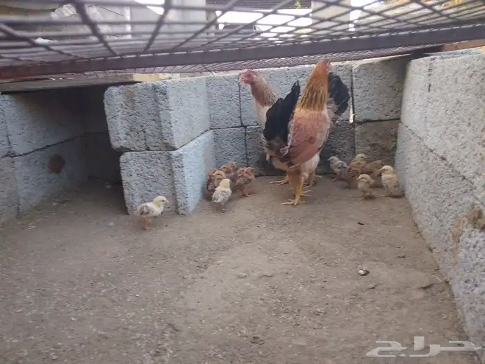 دجاجتين خوات معون 14 جعدولي ل البيع 2