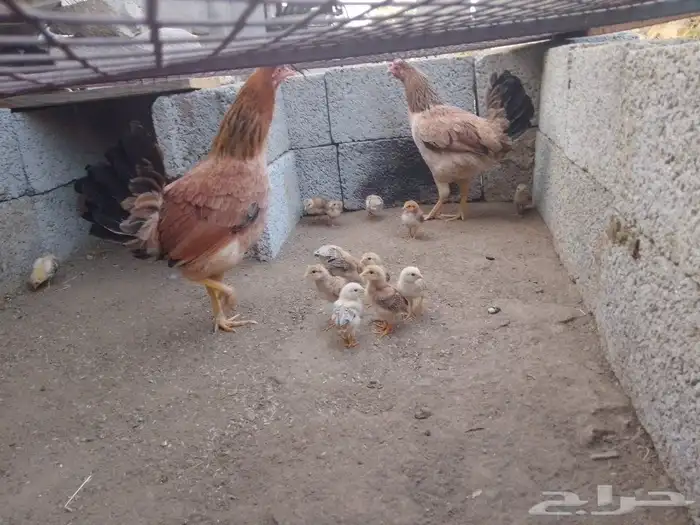 دجاجتين خوات معون 14 جعدولي ل البيع 7