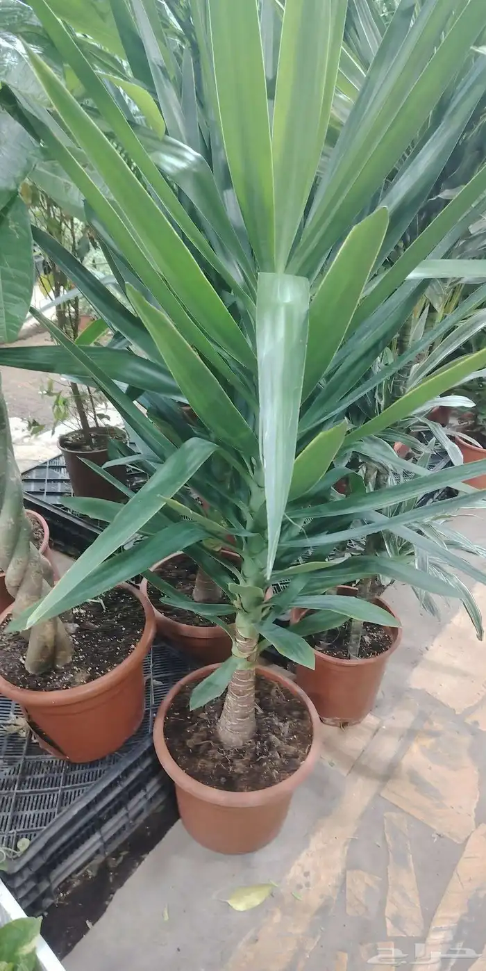 زراعه وتنسيق 11